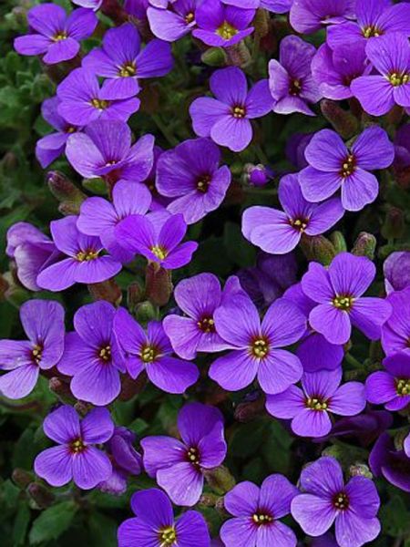 Aubriète 'Hamburger Stadtpark'