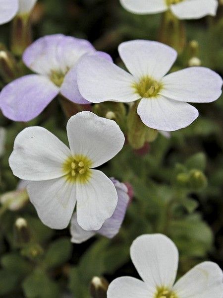 Aubriète 'Kittee White'