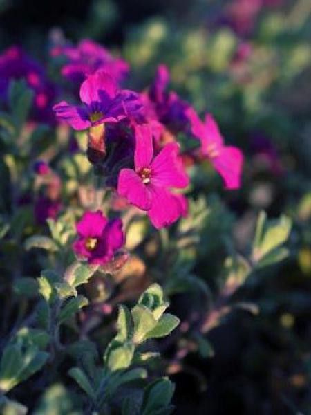 Aubriète 'Leichtlinii'