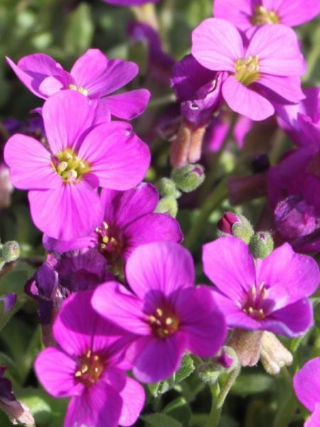 Aubriète 'Red Carpet'