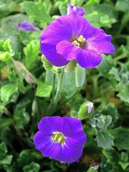 Aubriète 'Whitewell Gem'
