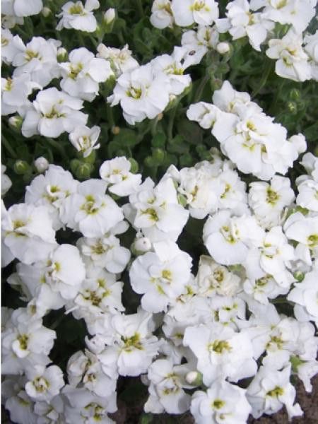 Aubriète 'Winterberg'