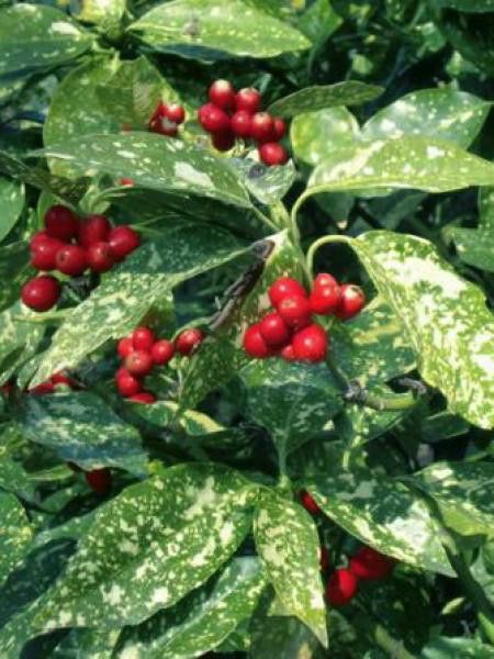 Aucuba du Japon 'Crotonifolia'