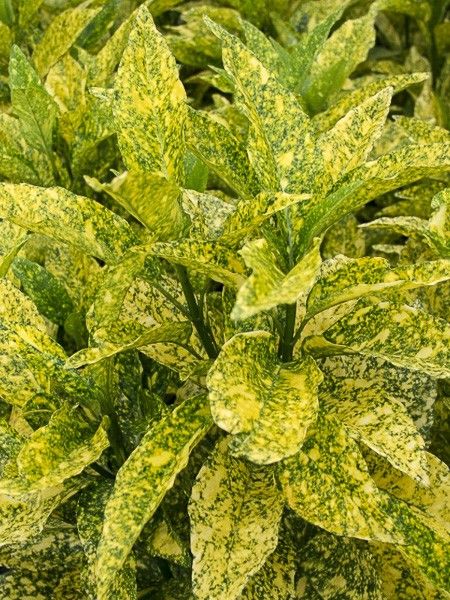 Aucuba du Japon 'Golden king'