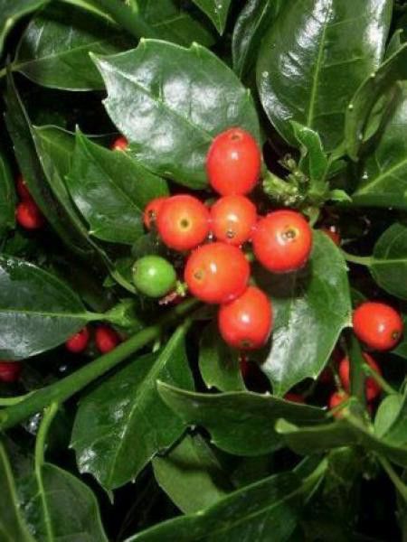 Aucuba du Japon 'Rozannie'