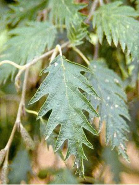 Aulne glutineux 'Laciniata'