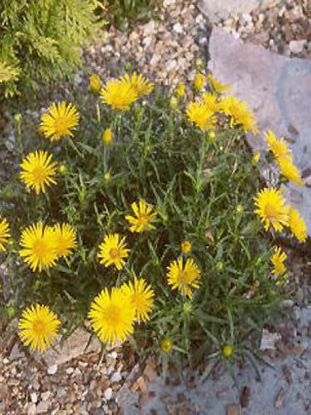 Aunée à feuilles récurvées 'Compacta'