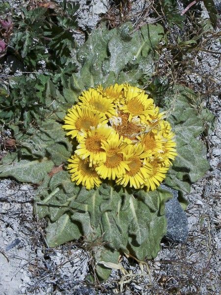 Aunée rhizocephala