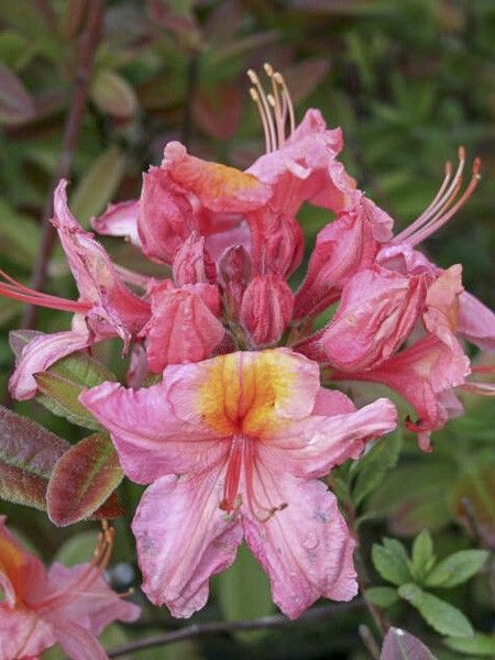 Azalée caduque de Chine 'Berry Rose'