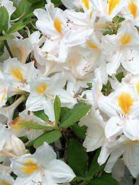 Azalée caduque knaphill -blanc-