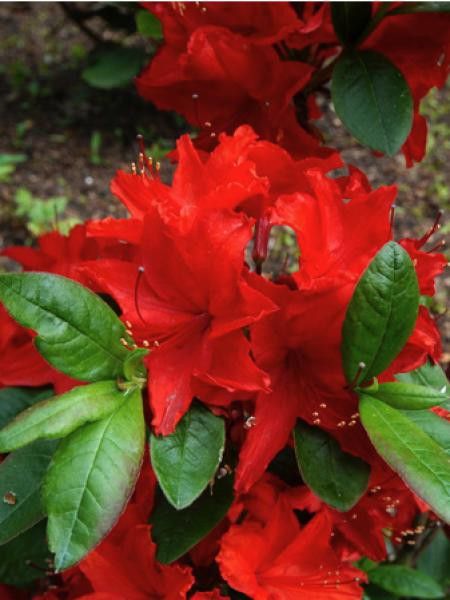 Azalée caduque knaphill 'Nabucco'