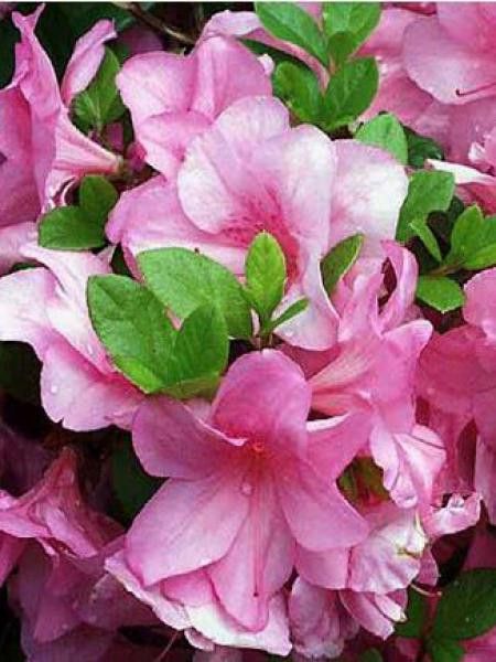 Azalée caduque knaphill -rose-