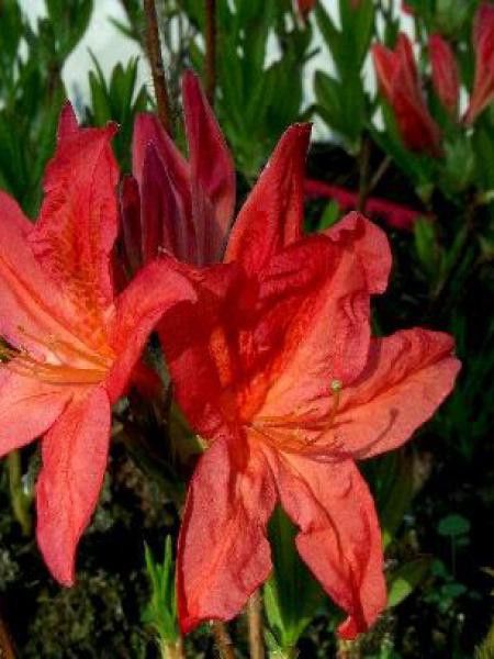 Azalée caduque knaphill -rouge-