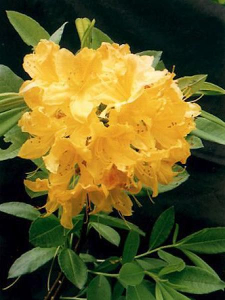 Azalée caduque mollis -jaune-