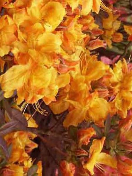 Azalée caduque mollis '-orange-'