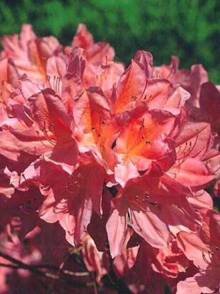 Azalée caduque mollis -rose-