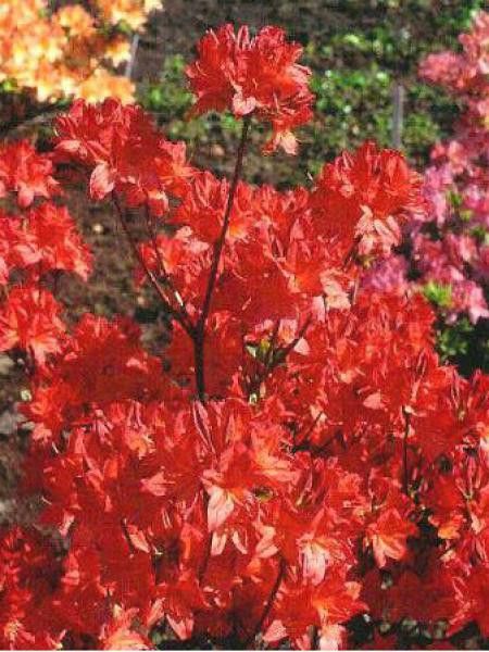 Azalée caduque mollis -rouge-