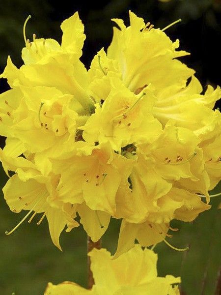 Azalée de Chine 'Lingot d'Or'