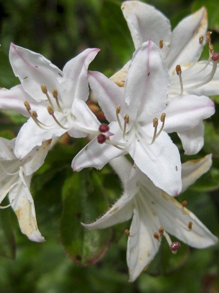 Azalée des marais, azalée viqueuse