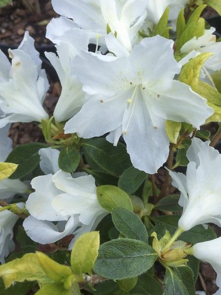 Azalée japonaise 'Adonis'