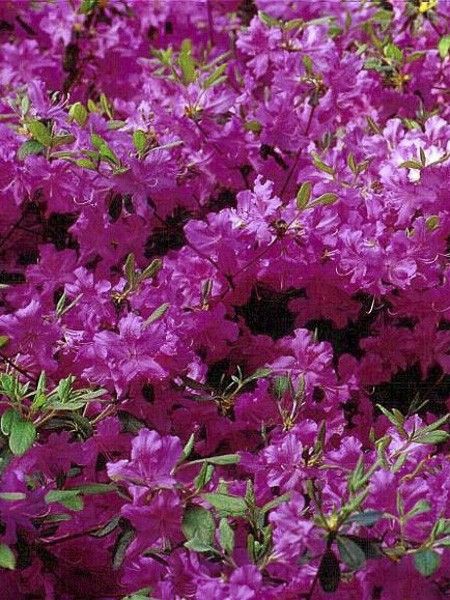 Azalée japonaise 'Blue Danube'