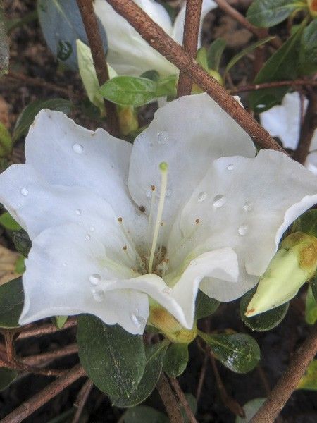 Azalée japonaise 'Dorothy Heiden'