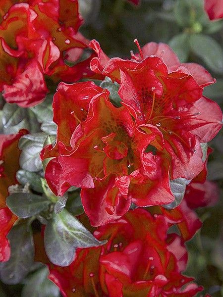 Azalée japonaise 'Encore Autumn Fire'