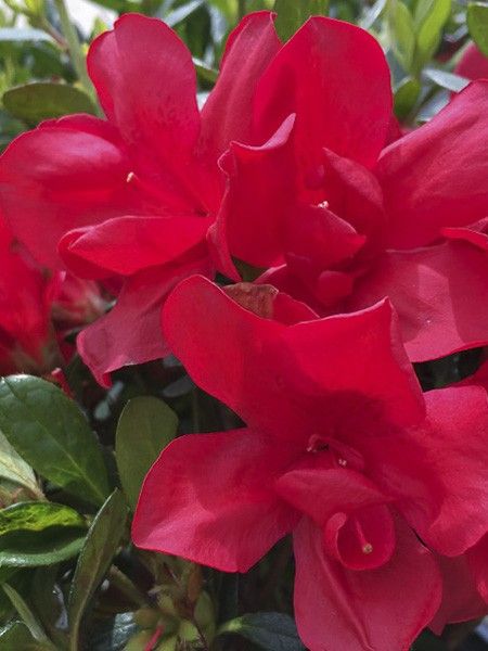 Azalée japonaise 'Encore Bonfire'