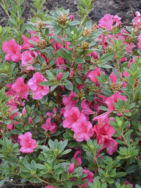 Azalée japonaise 'Encore Carnival'