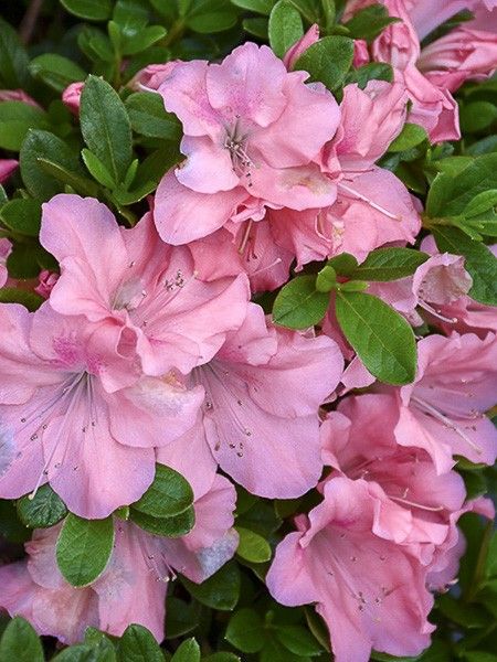 Azalée japonaise 'Encore Debutante'