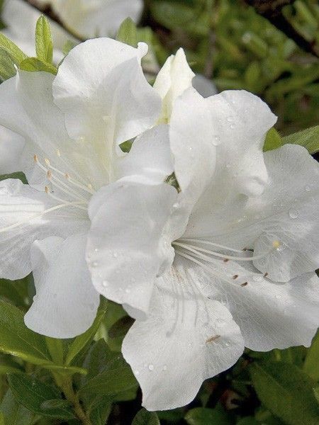 Azalée japonaise 'Encore Ivory'