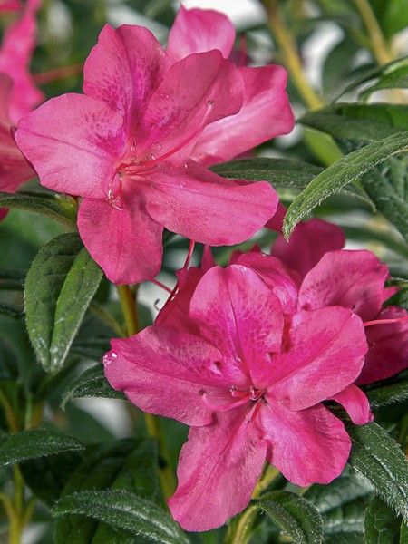 Azalée japonaise 'Encore Jewel'