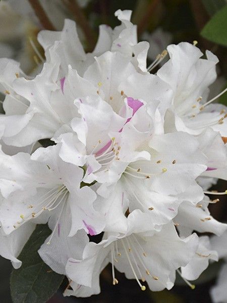 Azalée japonaise 'Encore Lily'