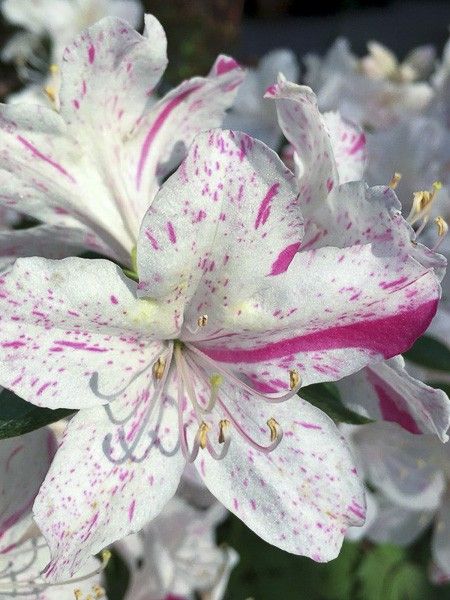 Azalée japonaise 'Encore Starlite'