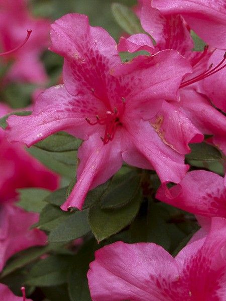 Azalée japonaise 'Encore Sundance'