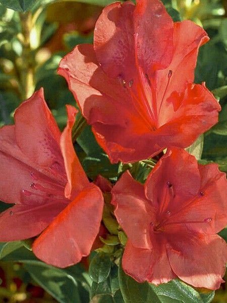 Azalée japonaise 'Encore Sunset'