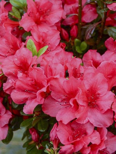 Azalée japonaise 'Madame Galle'