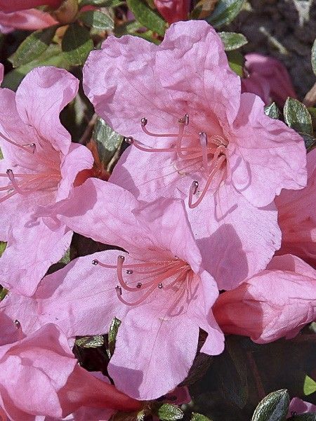 Azalée japonaise 'Mme Van Hecke'