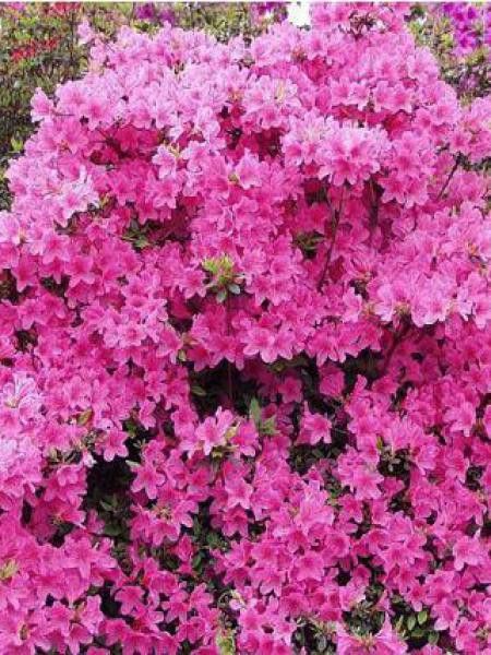 Azalée japonaise -rose-