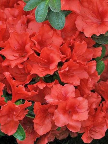 Azalée japonaise -rouge-