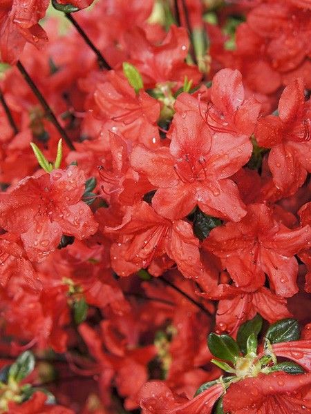 Azalée japonaise 'Stewartstonian'
