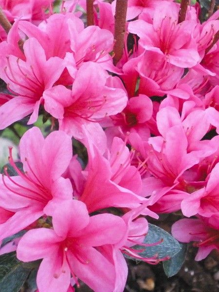 Azalée japonaise 'Sylvester'