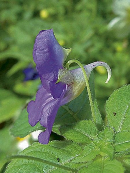 Balsamine, Impatience puberula