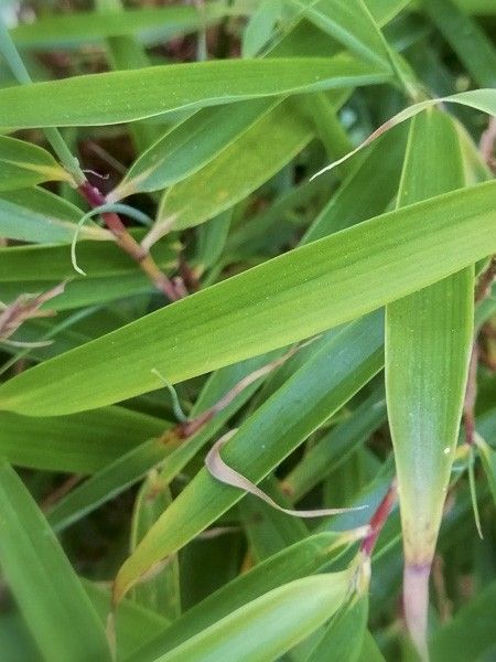 Bambou non traçant 'Formidable'