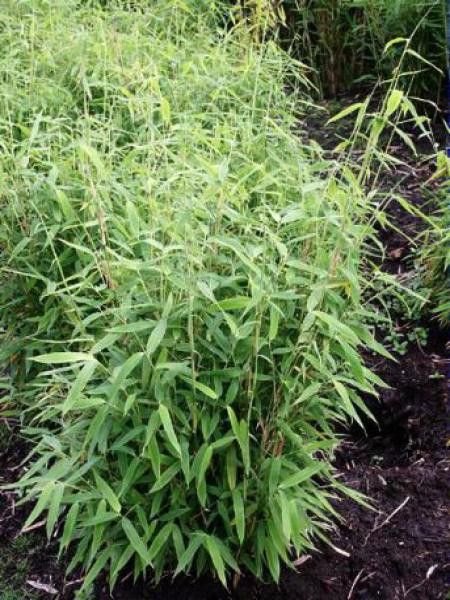 Bambou parapluie 'Simba'