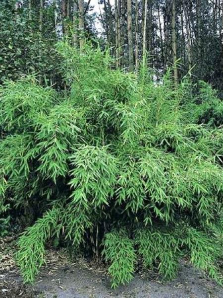 Bambou parapluie 'SuperJumbo'