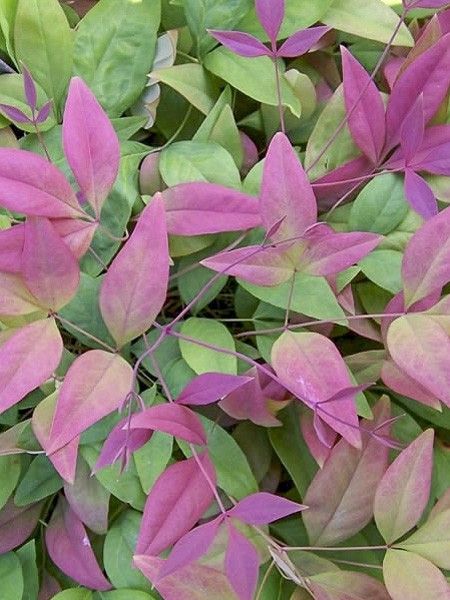 Bambou sacré 'Blush Pink '