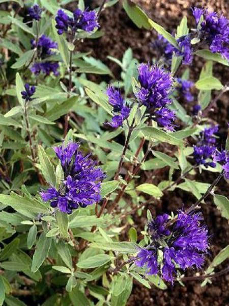 Barbe-bleue, Spirée bleue 'Kew Blue'