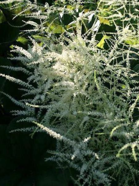 Barbe-de-Bouc dioïque 'Kneiffii'