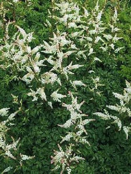 Barbe-de-Bouc 'Noble Spirit'